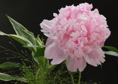うちの芍薬