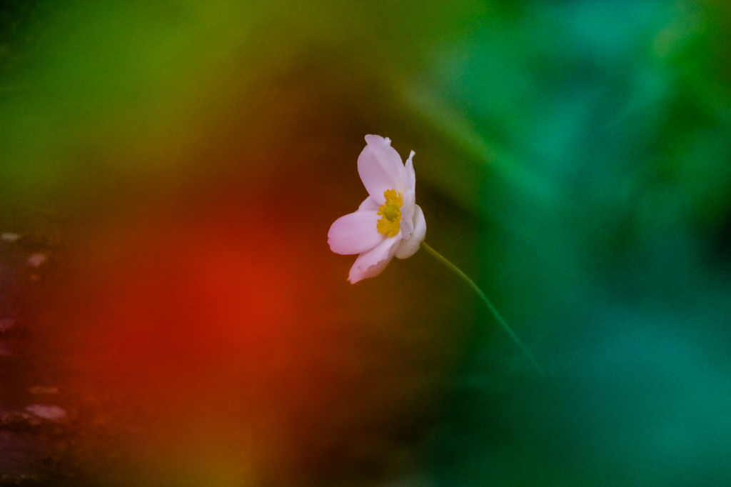 山茶花の陰で咲く