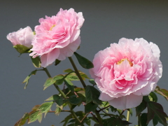 龍華寺 は花盛り