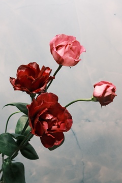 トルコギキョウ