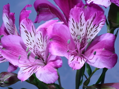 百合水仙