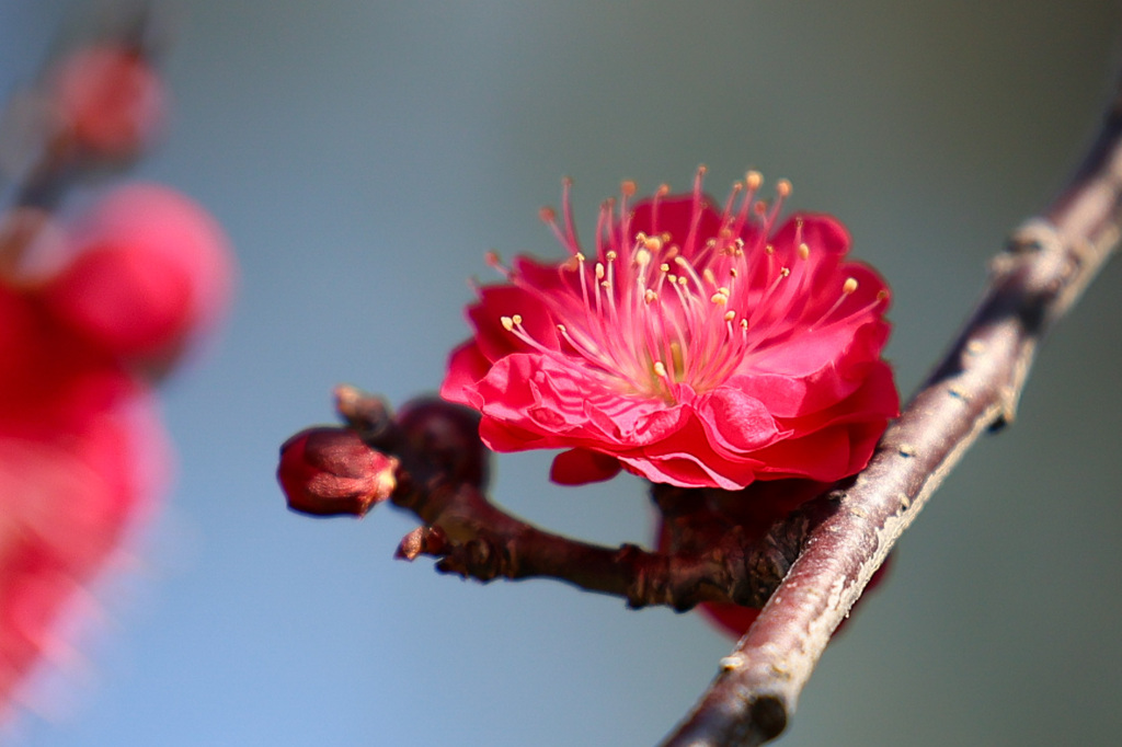 龍華寺の梅