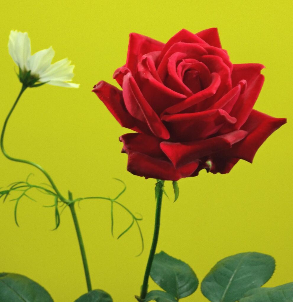 苦渋の生み落とし