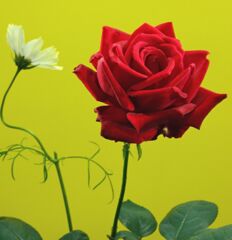 苦渋の生み落とし