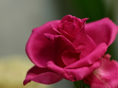 卓上の薔薇
