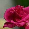 卓上の薔薇