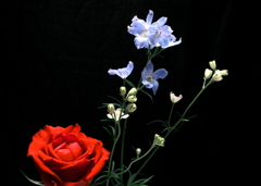 薔薇とデルフィニウム