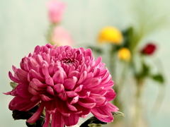 菊