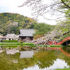 称名寺も、今日明日が写し時。