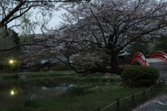 夜桜稱名寺