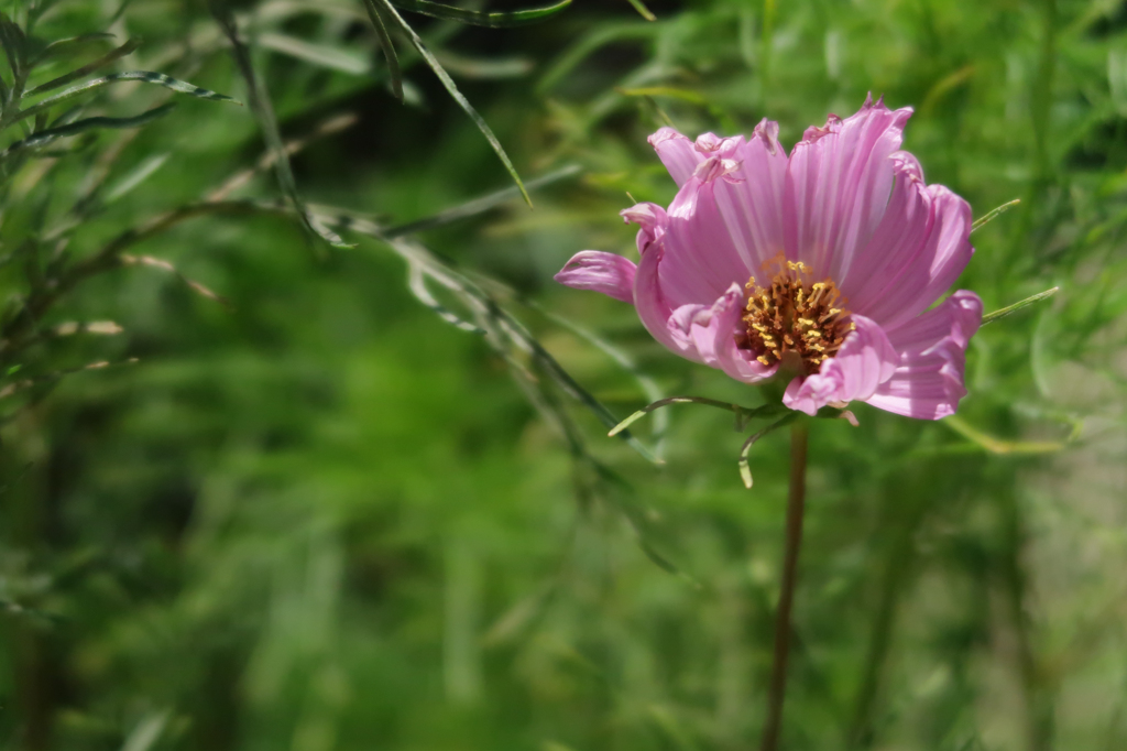 灼熱 龍華寺