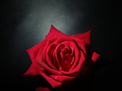 毎年咲く自慢の薔薇です