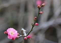 一つ出たほいの ･･･