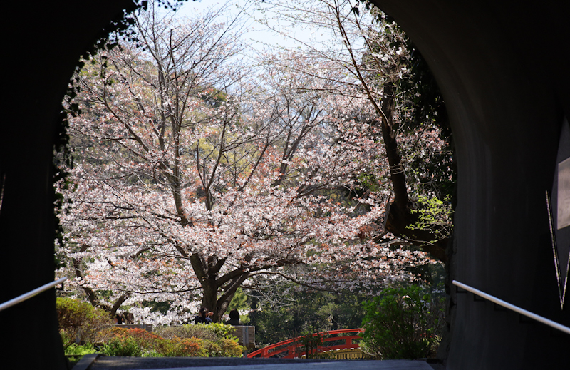 稱名寺　桜