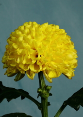 瀕死の黄色い菊