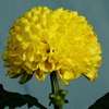 瀕死の黄色い菊