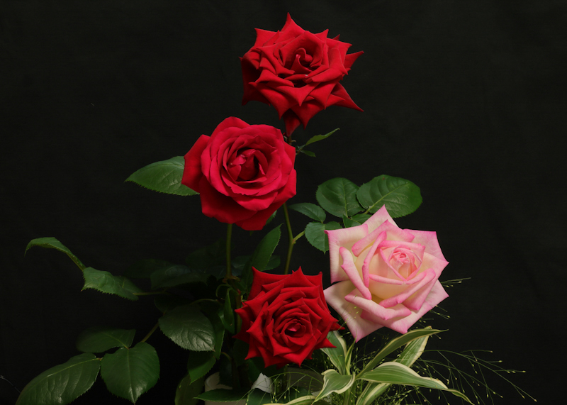 夜明けの薔薇