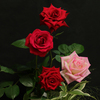 夜明けの薔薇