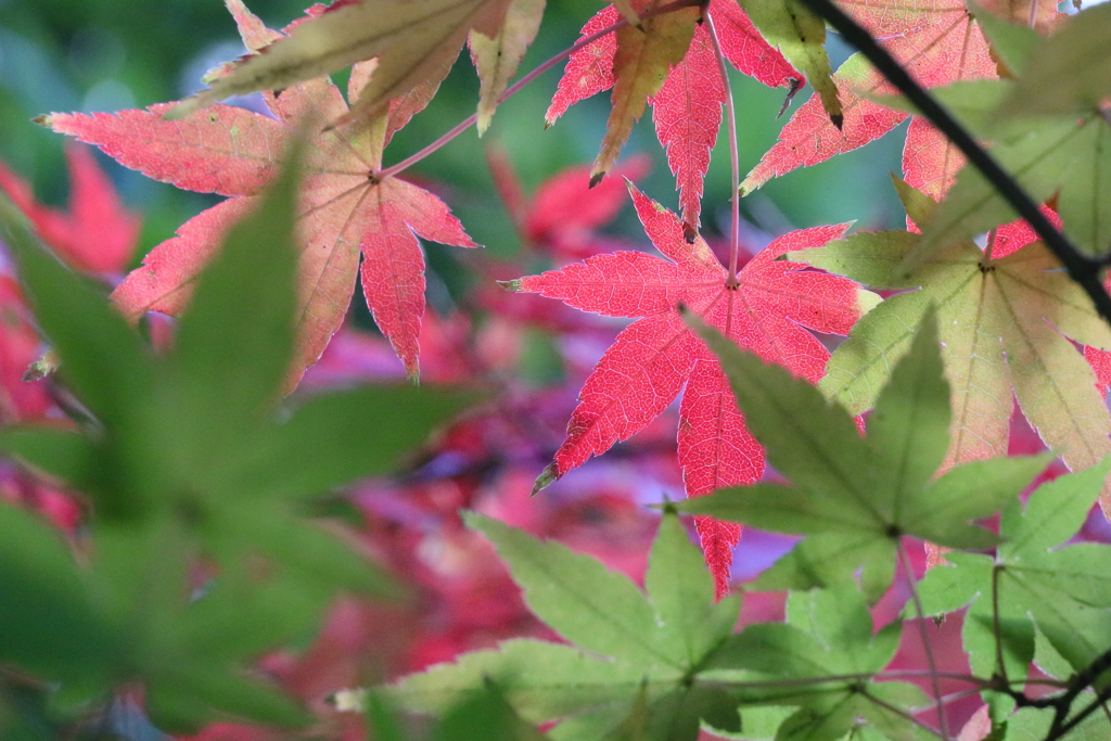 それぞれの秋