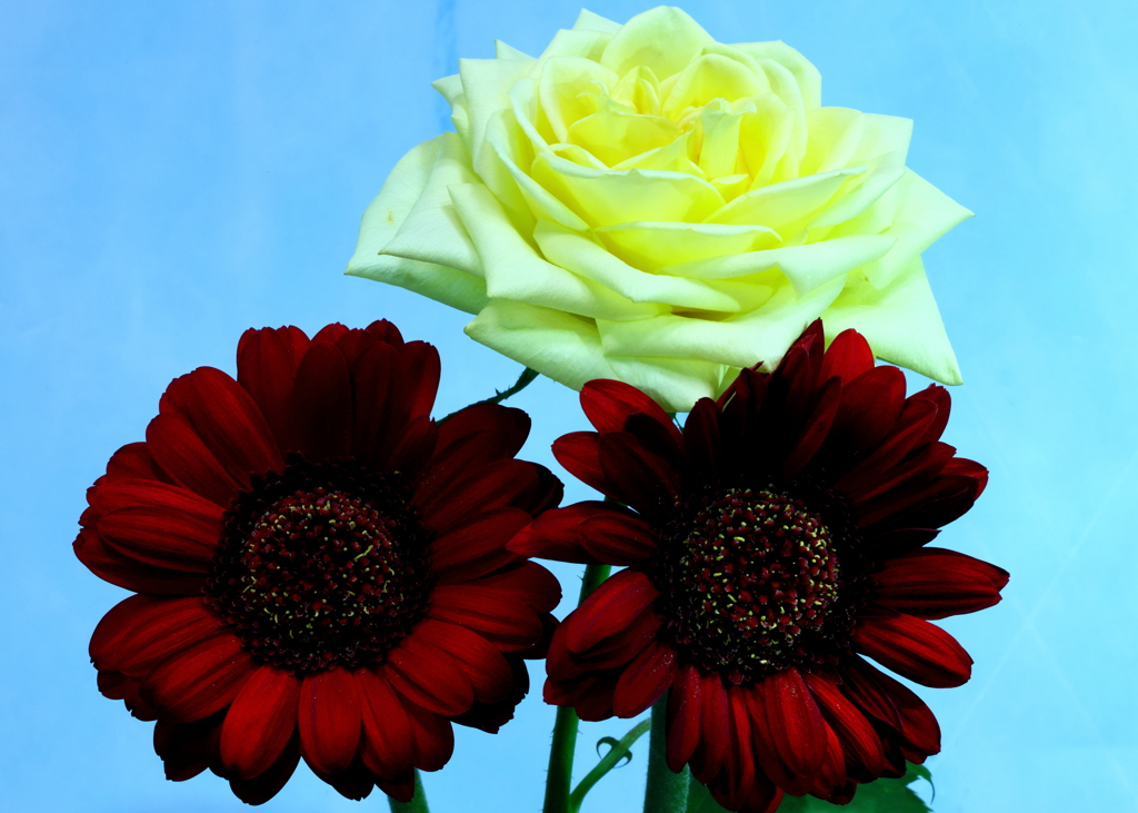 ガーベラと薔薇