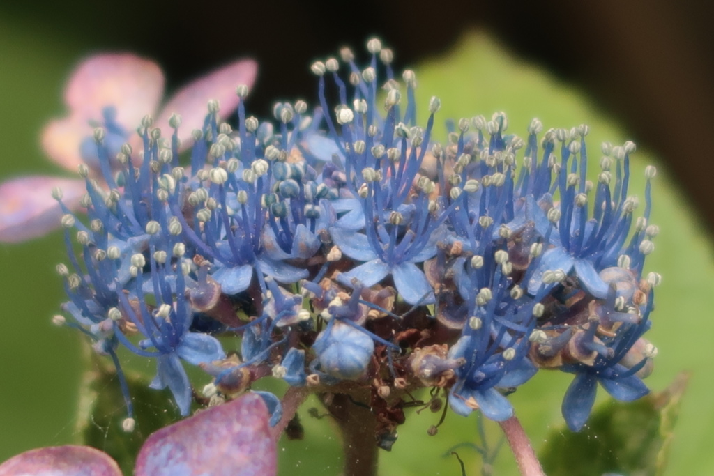 花盛りの後に