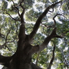 土蜘蛛　（根岸森林公園）