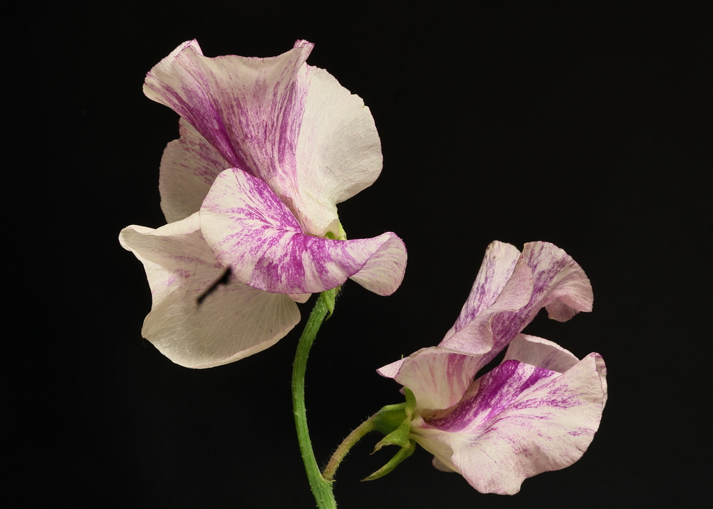 夜更けのスィートピー