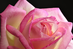 最古参の薔薇