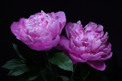 今日の芍薬