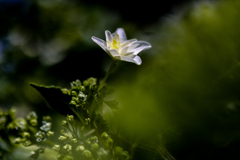 明日に咲く花