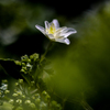 明日に咲く花