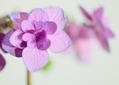アジサイの花
