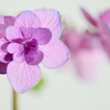 アジサイの花