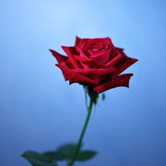夜明けの薔薇