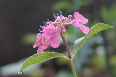 花盛りの後に