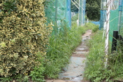 梅雨時の家庭菜園