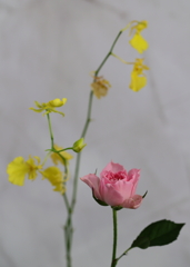 夏の朝