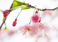金沢区役所の桜