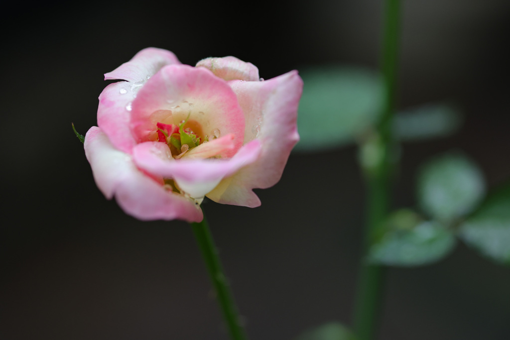 酷暑に耐えた我が家の薔薇