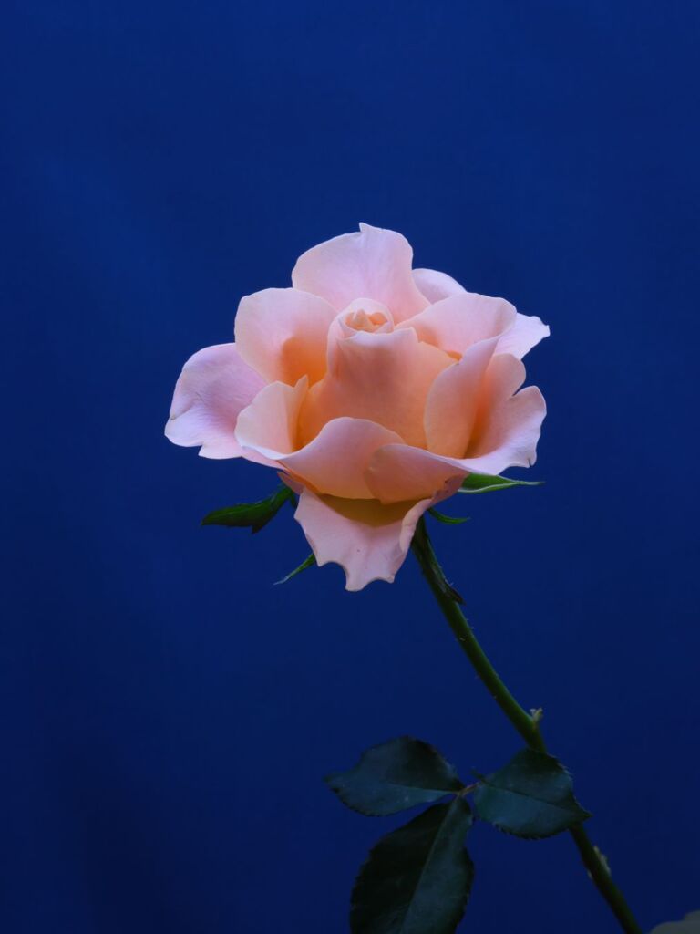 昼前のまどろみ