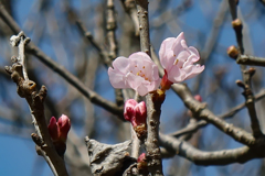 東京でも3月一日付で春一番だそうです。