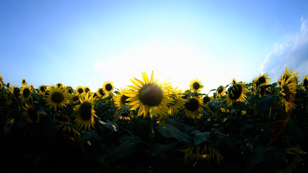 ひまわり～夏