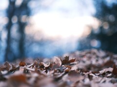 晩秋～稲荷山公園３