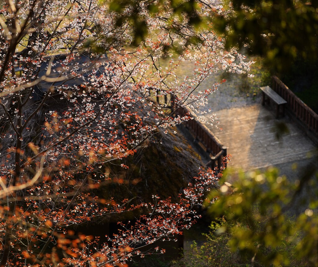 yama sakura