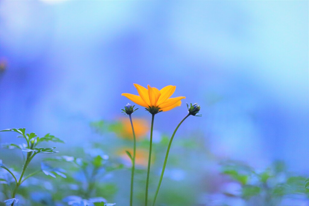 blue yellow