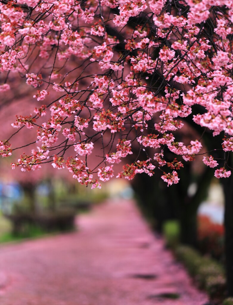 落紅桜道