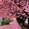 落紅桜道