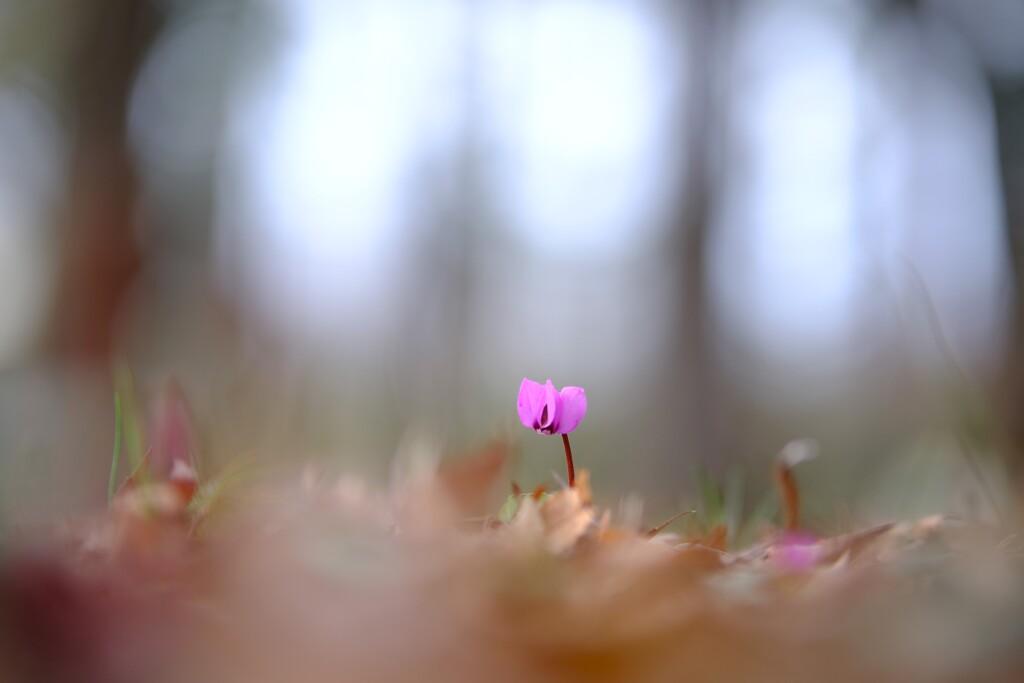 原種シクラメン～みずほエコパーク3