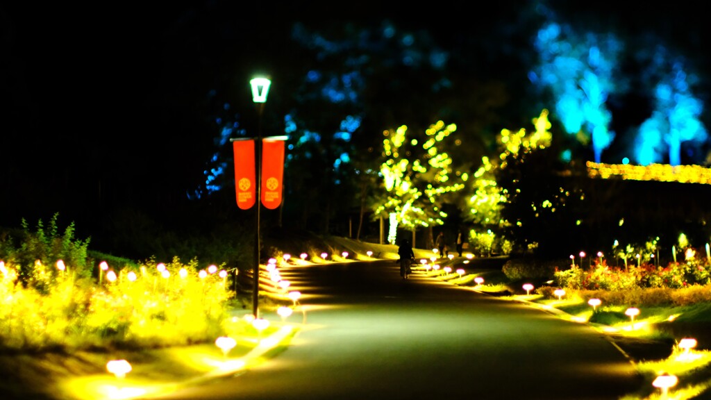 マリーゴールド～茨木フラワーパーク　フラワーイルミネイト