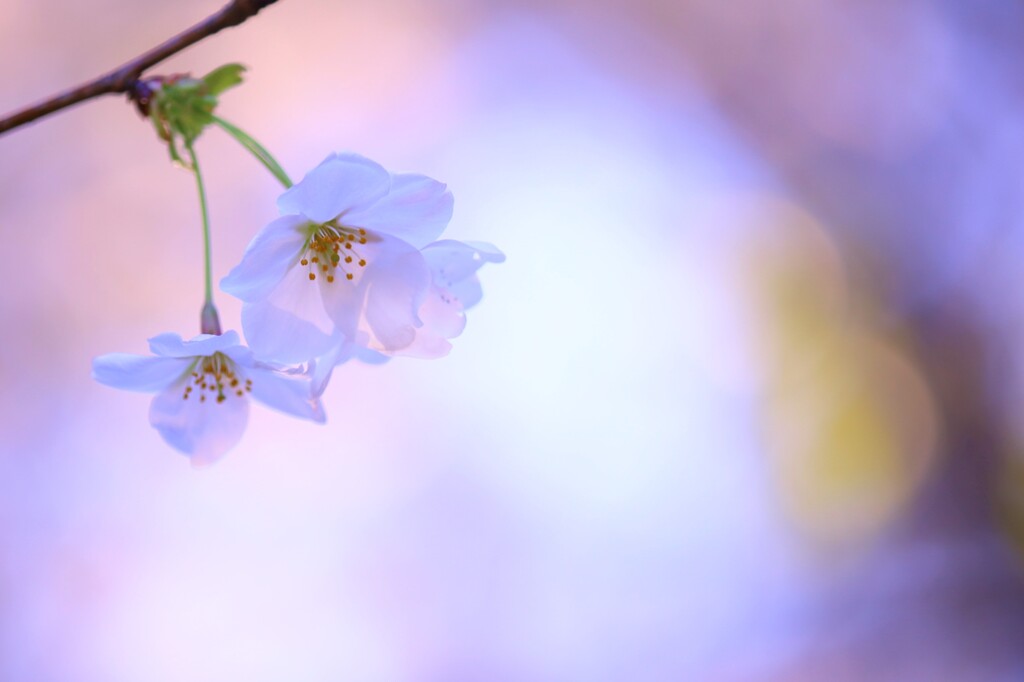 sakura